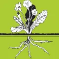 amaranthstoneware logo