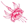 Belle Tropique logo