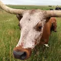 DH Longhorn logo