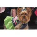 Dog in the Closet logo
