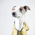 Dogsnug logo