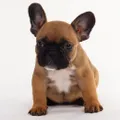 Frenchie World logo