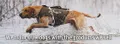 Gun Dog Supply logo