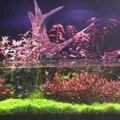 Nature Aquariums logo