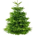 Real Christmas Trees logo