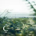 Continental Floral Greens logo