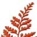 Michael Alon logo