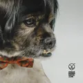 Urban Hound Social logo