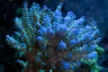 Vivid Aquariums logo