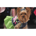 Dog in the Closet logo