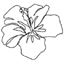 HiCO Hawaiian Coffee logo